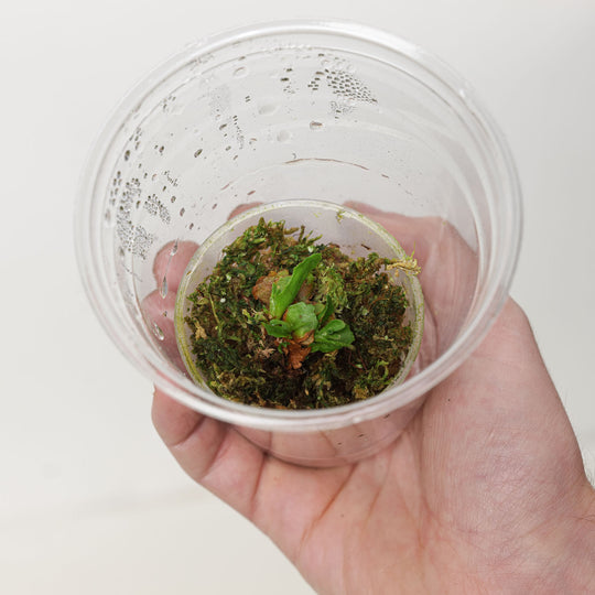 Platycerium Kitshakoodies (Plantlet) Plants GrowTropicals
