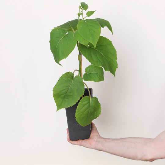 Actinidia deliciosa (Golden Kiwi) Plants - Outdoor GROW TROPICALS