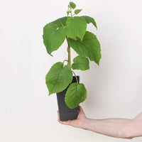 Actinidia deliciosa (Golden Kiwi)