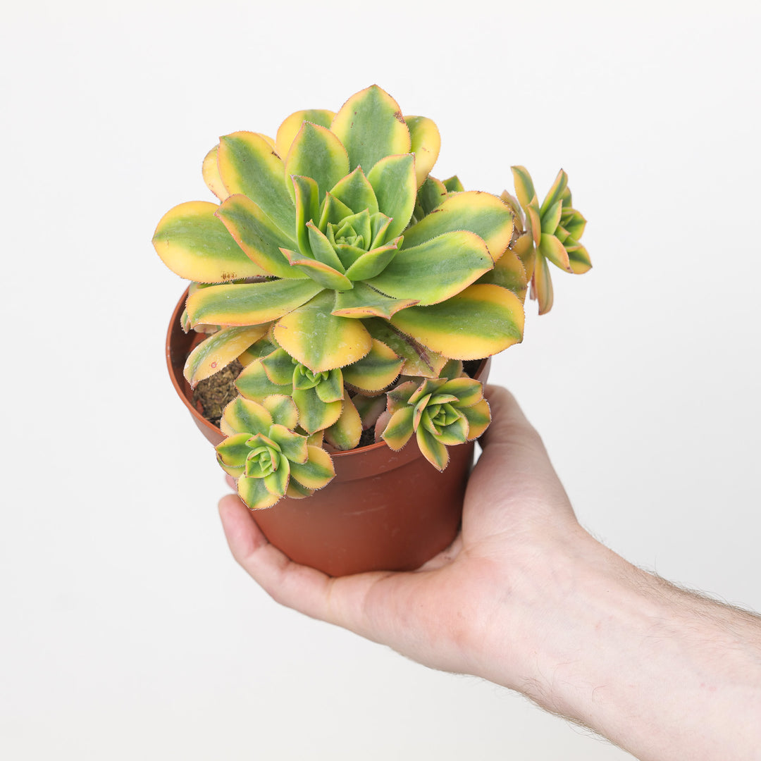 Aeonium haworthii 'Kiwi'
