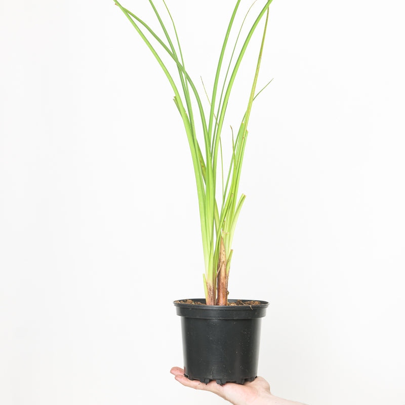 Kniphofia rooperi — 17cm / 2L