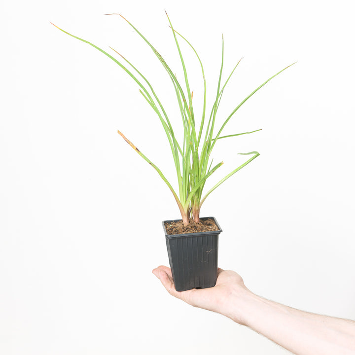 Kniphofia 'Flamenco' (Red Hot Poker) 9cm / 0.5L Plants - Outdoor GROW TROPICALS