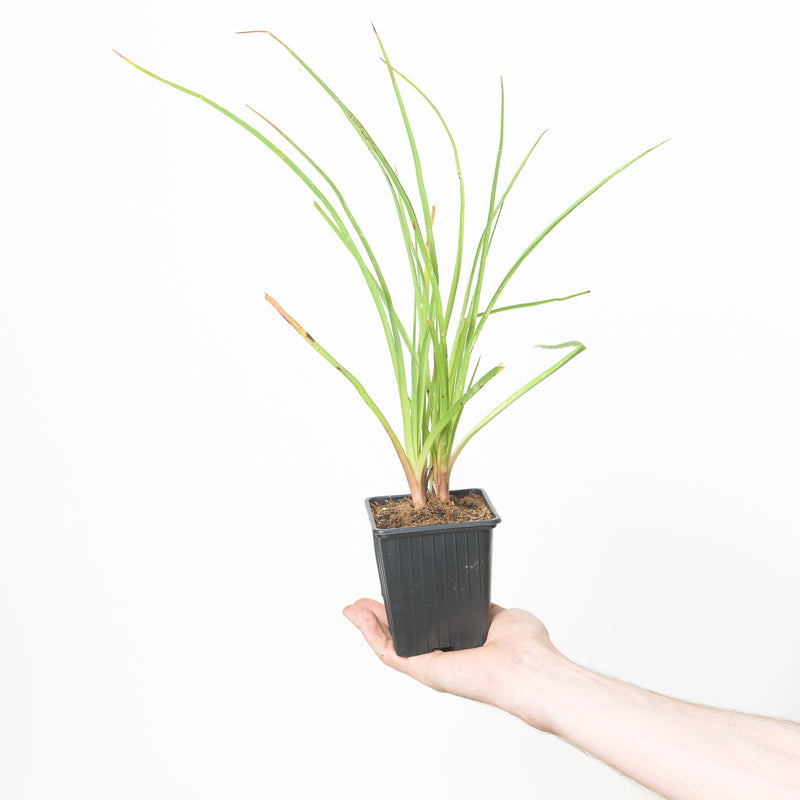 Kniphofia 'Flamenco' (Red Hot Poker) — 9cm / 0.5L