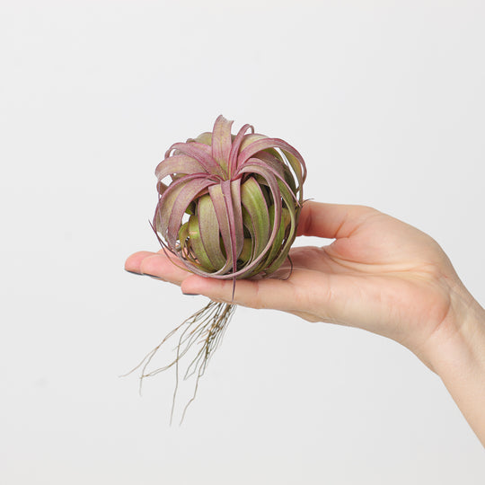 Tillandsia 'Eric Knobloch' | Tillandsia brachycaulos x Tillandsia streptophylla Plants GrowTropicals