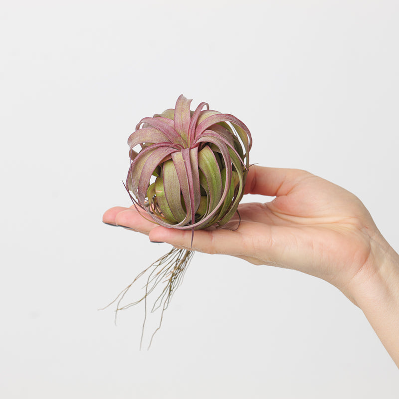 Tillandsia 'Eric Knobloch' | Tillandsia brachycaulos x Tillandsia streptophylla Plants GrowTropicals
