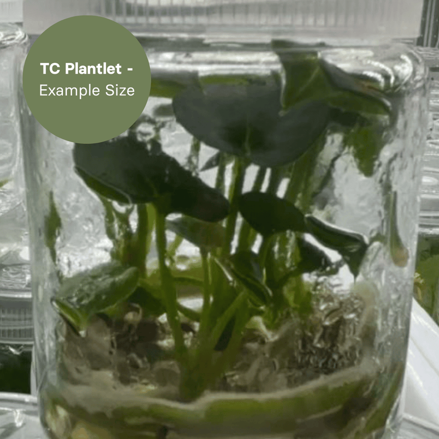 Anthurium King of Clarinervium 'Sulanjana' (TC Plantlet) - Preorder Plants GrowTropicals