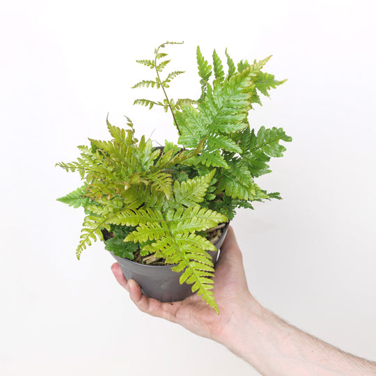Dryopteris koidzumiana Plants - Outdoor GROW TROPICALS
