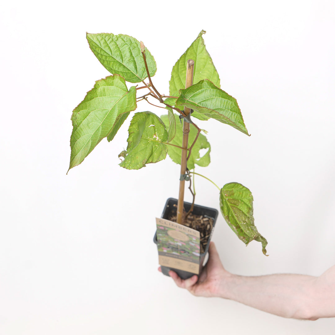 Actinidia kolomikta Plants - Outdoor GROW TROPICALS