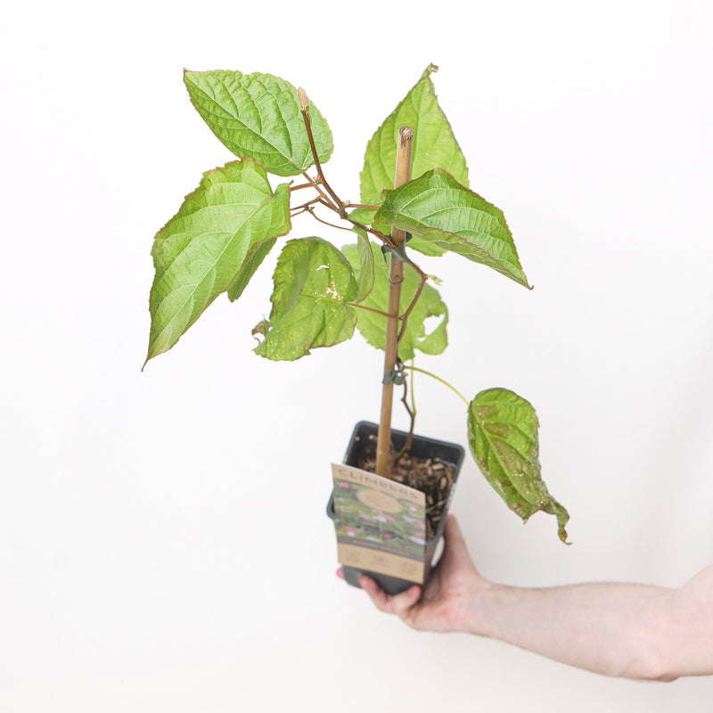 Actinidia kolomikta Plants - Outdoor GROW TROPICALS