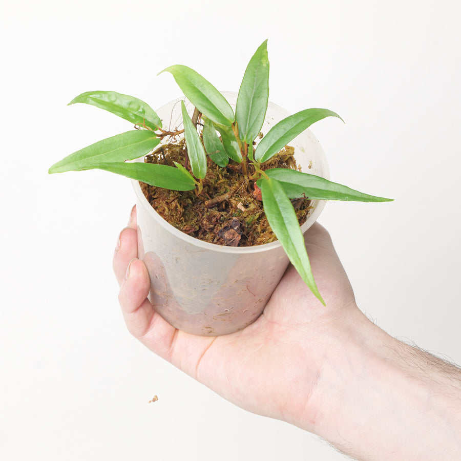 Begonia komoensis 9cm Plants GrowTropicals