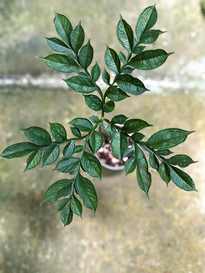 Amorphophallus konjac Plants GrowTropicals