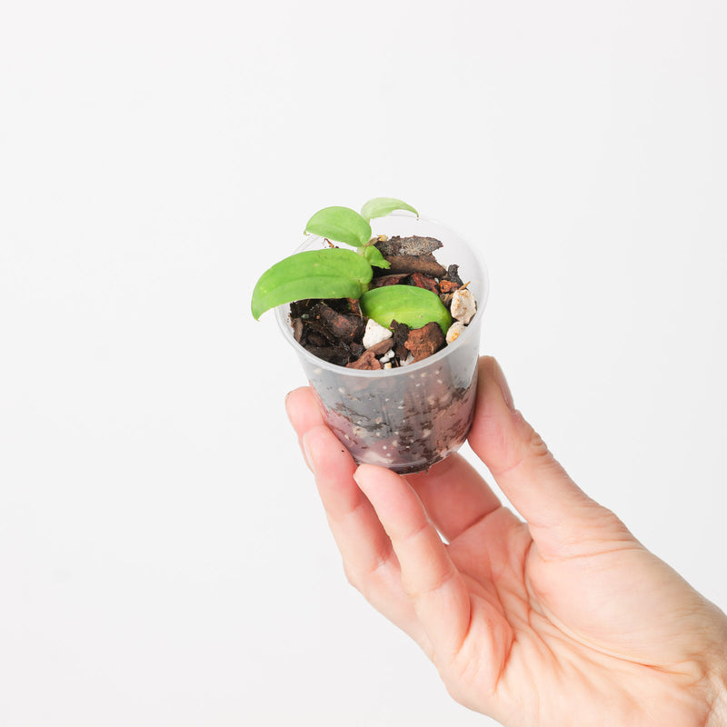 Rhaphidophora korthalsii 'Long Velvet' — 6cm