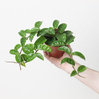 Hoya carnosa 'Krinkle 8'