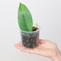 Rhaphidophora sp. 'KT'