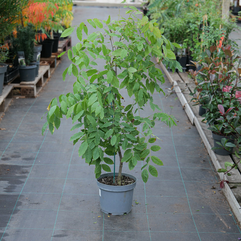 Wisteria floribunda f. rosea 'Kuchi-beni' 23cm / 5L Plants - Outdoor GROW TROPICALS