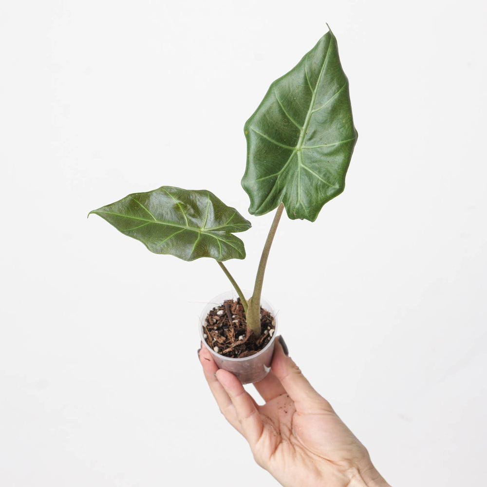 Alocasia 'Kuching Mask' - GROW TROPICALS