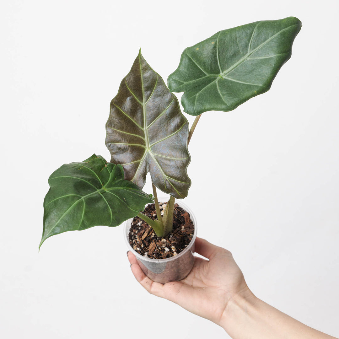 Alocasia 'Kuching Mask' - GROW TROPICALS