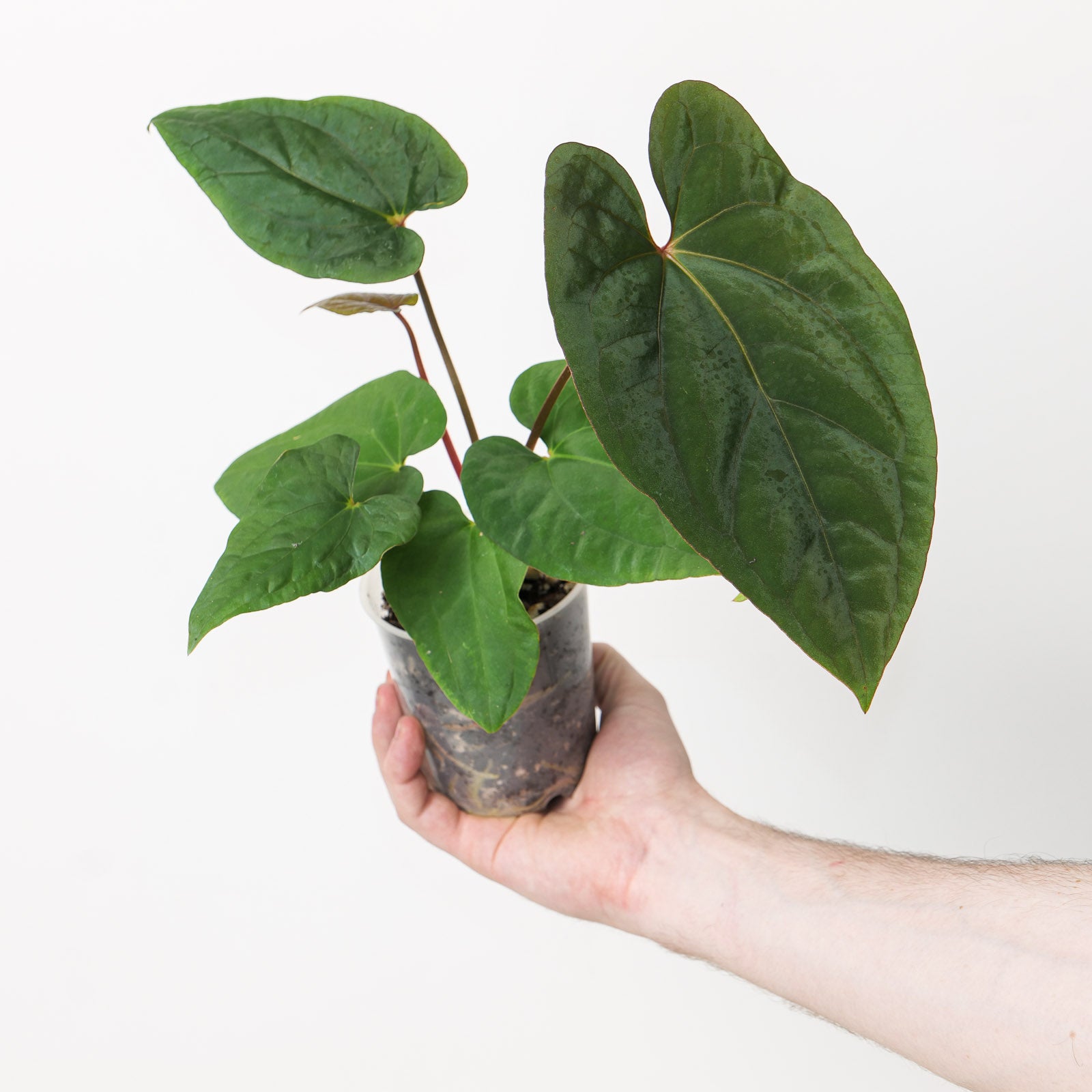 Anthurium kunayalense x RVDP | Plants | GrowTropicals.com