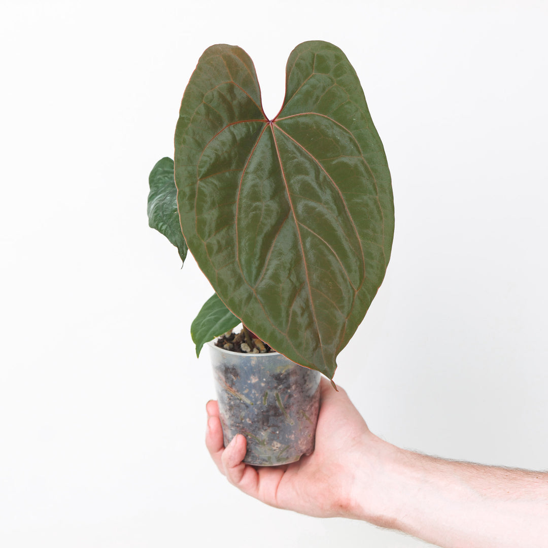 anthurium kunayalense Anthurium kunayalense x RVDP