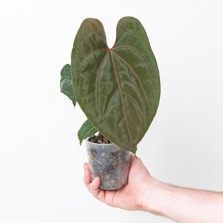 Anthurium kunayalense x RVDP A3 Plants GrowTropicals