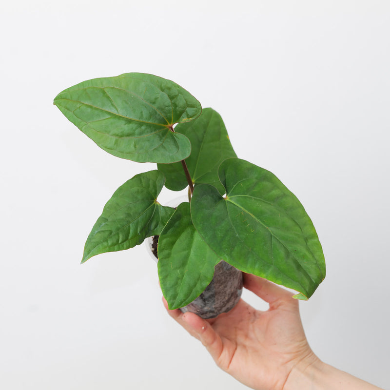 Anthurium kunayalense x RVDP Plants GrowTropicals