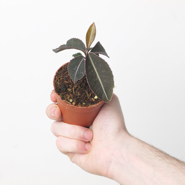 Labisia pumila 'Stripe' 6cm Plants GrowTropicals