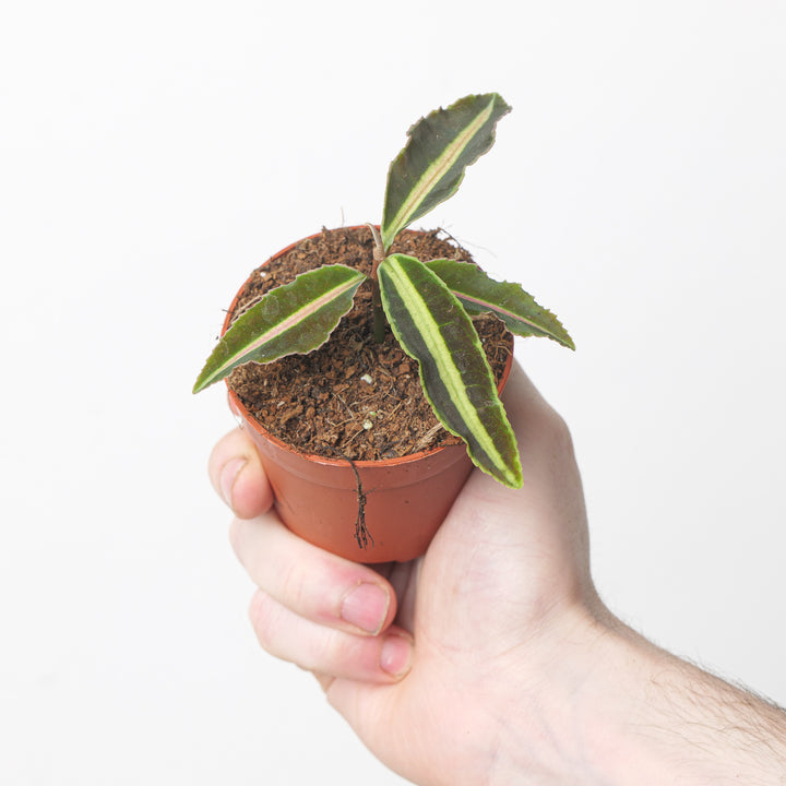 Labisia sp. 'Jabi' 6cm Plants GrowTropicals