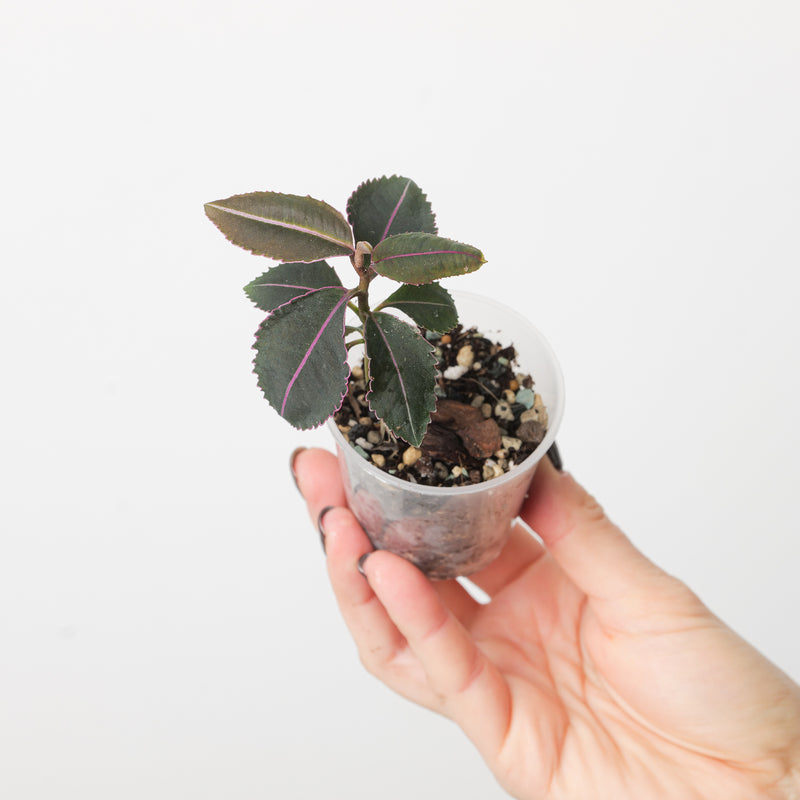 Labisia pumila 'Stripe' — 6cm Prop