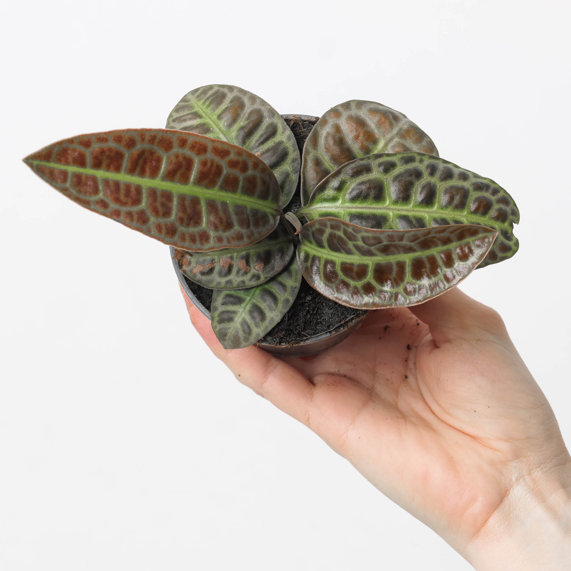 Labisia sp. 'Turtleback' – GROW TROPICALS