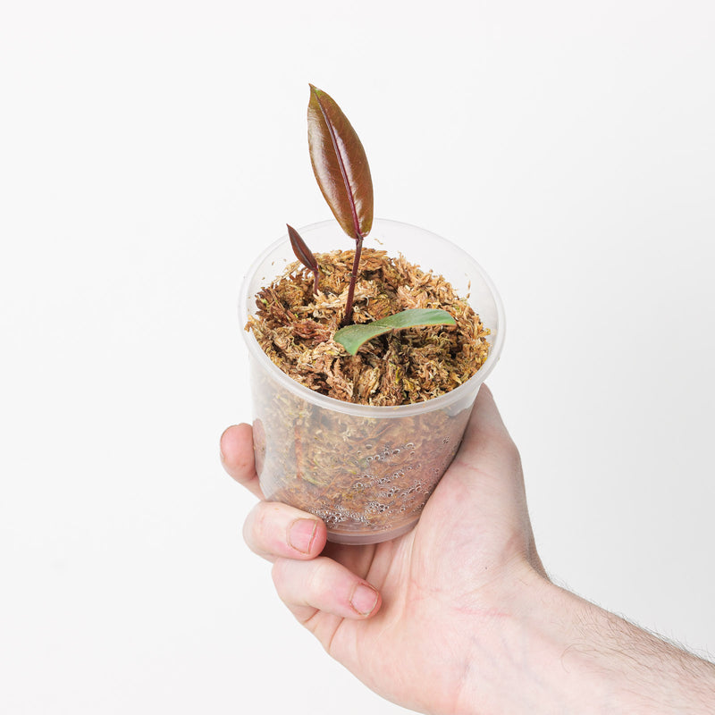 Labisia sp Green Narrow — 9cm
