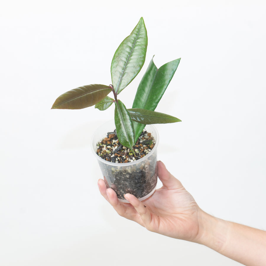 Labisia sp Green Narrow 9cm Large #13 Plants GrowTropicals