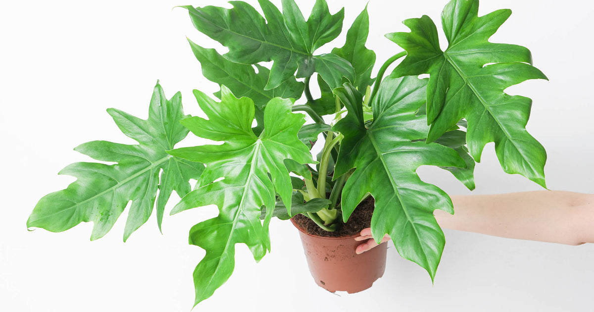 philodendron lacerum description Philodendron lacerum | Plants