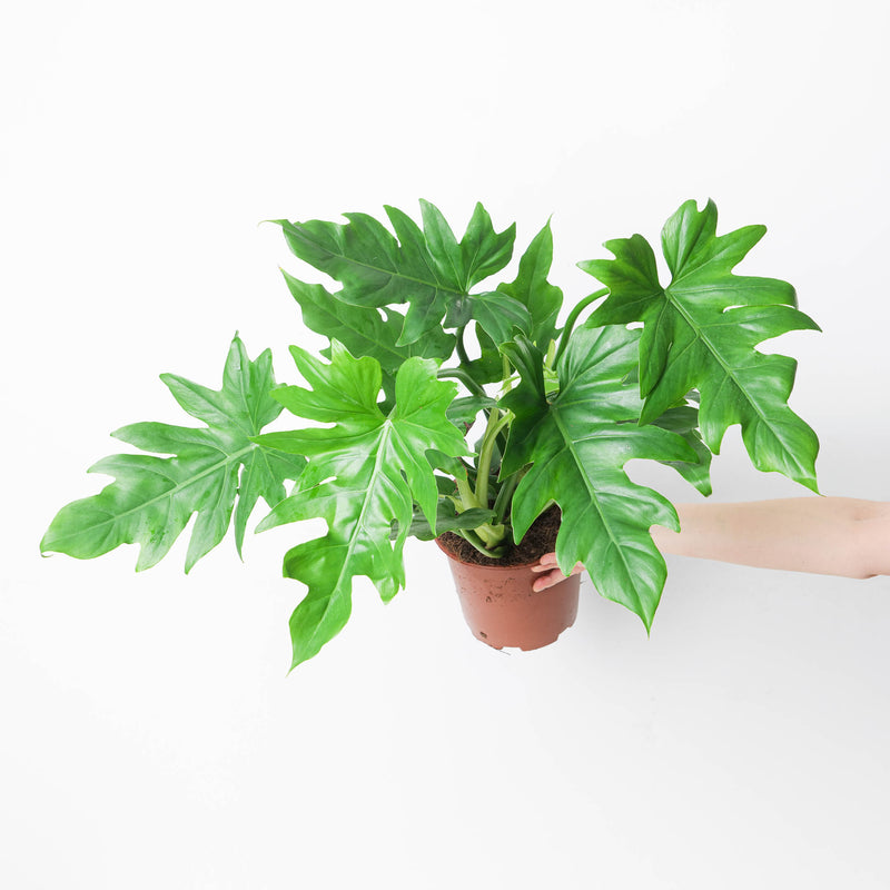 Imperfect Philodendron lacerum Plants GrowTropicals