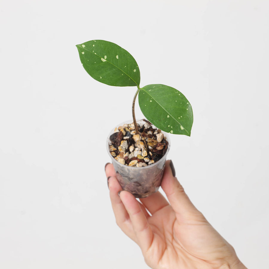 Amorphophallus lacourii - GROW TROPICALS