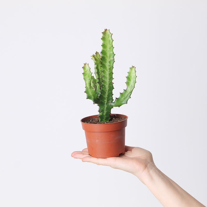 Euphorbia lactea — 10.5cm