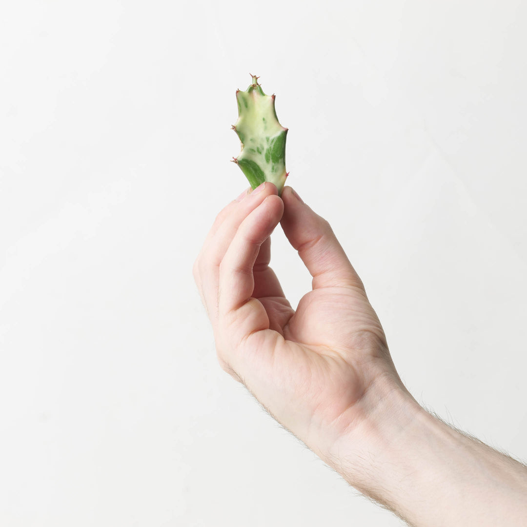 Euphorbia lactea 'Ghost' - GROW TROPICALS