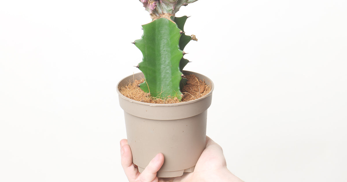 Euphorbia lactea 'Cristata' | Plants