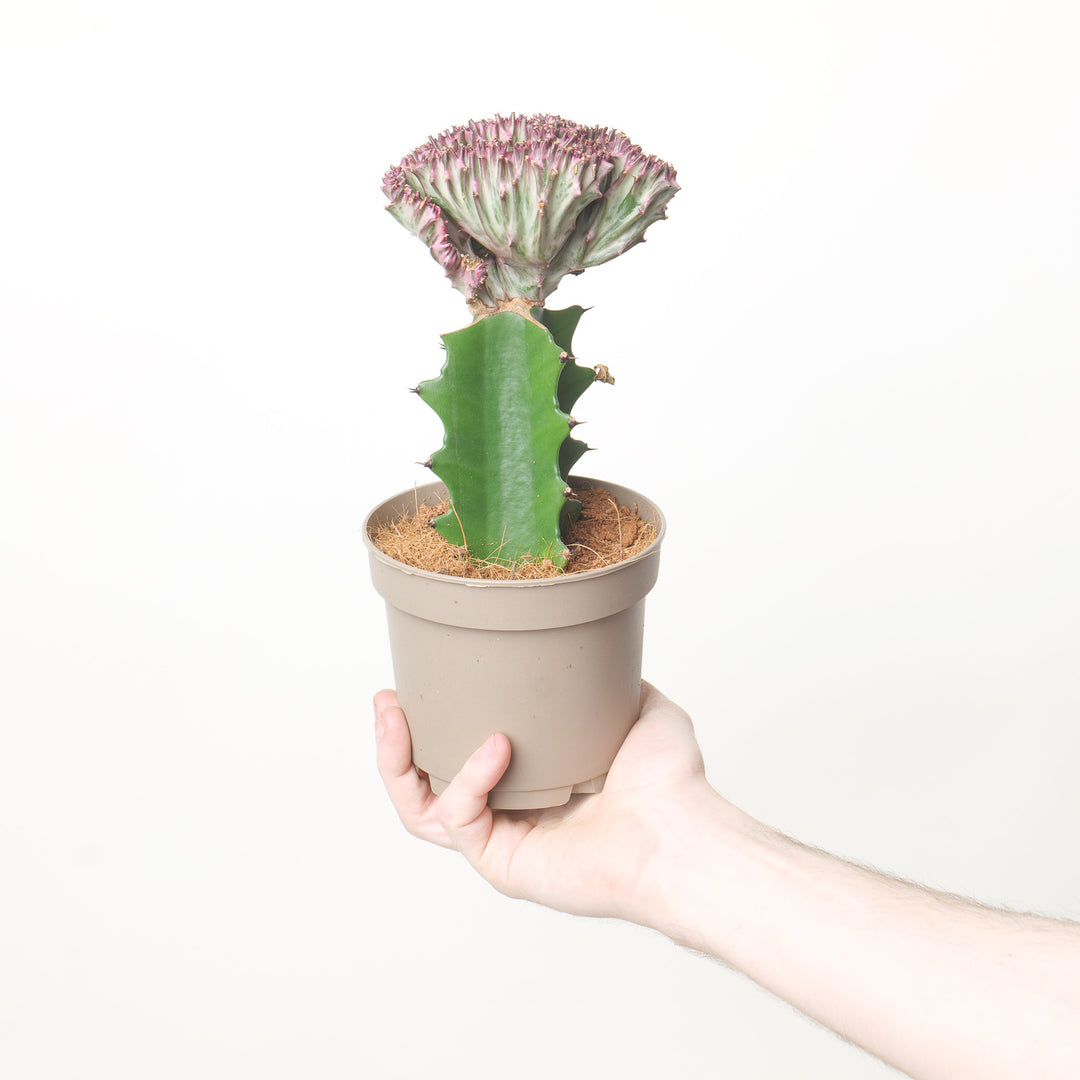 Euphorbia lactea 'Cristata' 10.5cm White Plants GrowTropicals