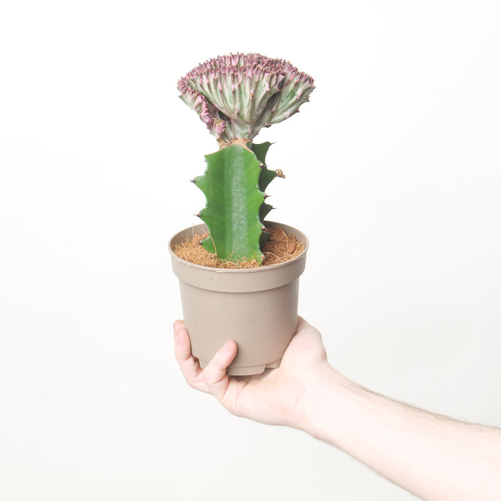 Euphorbia lactea 'Cristata' 10.5cm White Plants GrowTropicals