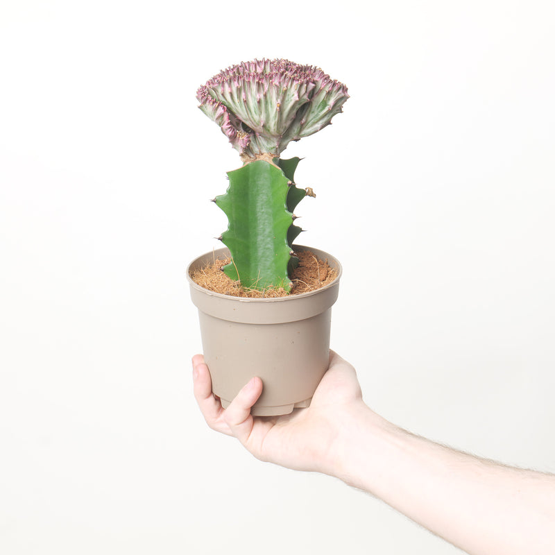 Euphorbia lactea 'Cristata' 10.5cm White Plants GrowTropicals