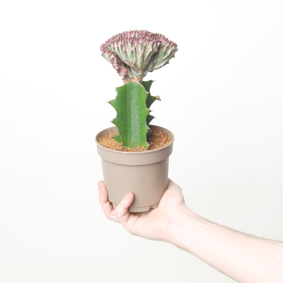 Euphorbia lactea 'Cristata' 10.5cm White Plants GrowTropicals