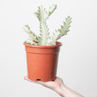Euphorbia lactea 'Ghost'