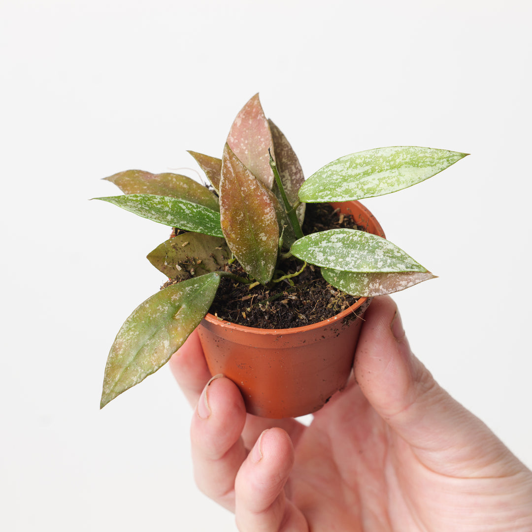 Hoya lacunosa 'Laos' - GROW TROPICALS