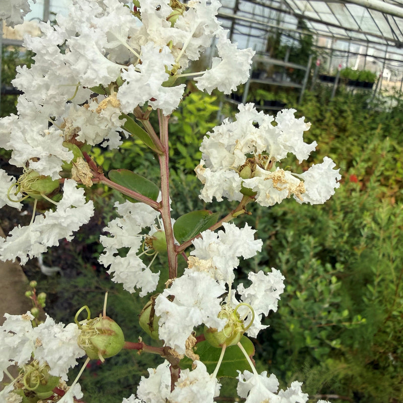 Lagerstroemia indica 'Bianco Grassi' Plants - Outdoor GROW TROPICALS