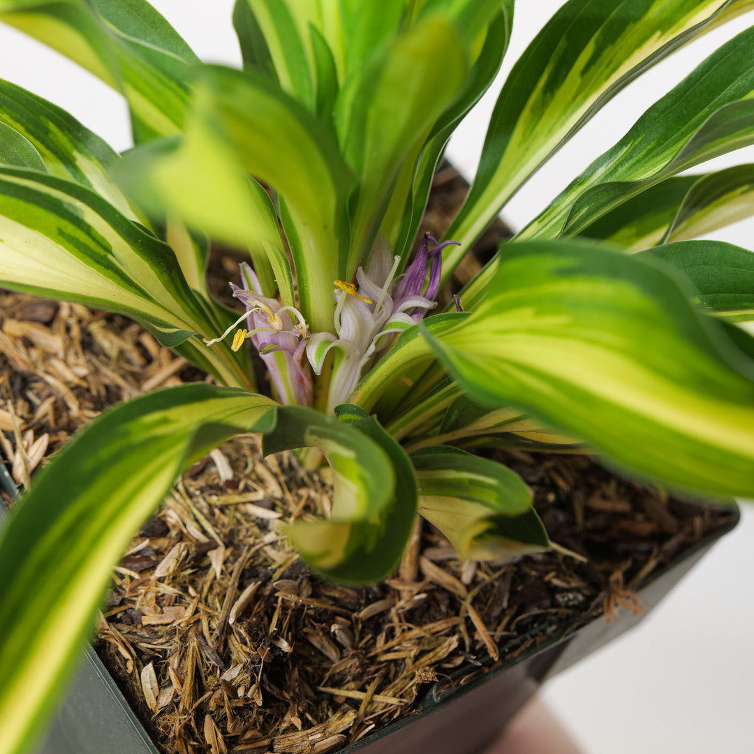 Hosta 'Lakeside Little Tuft'