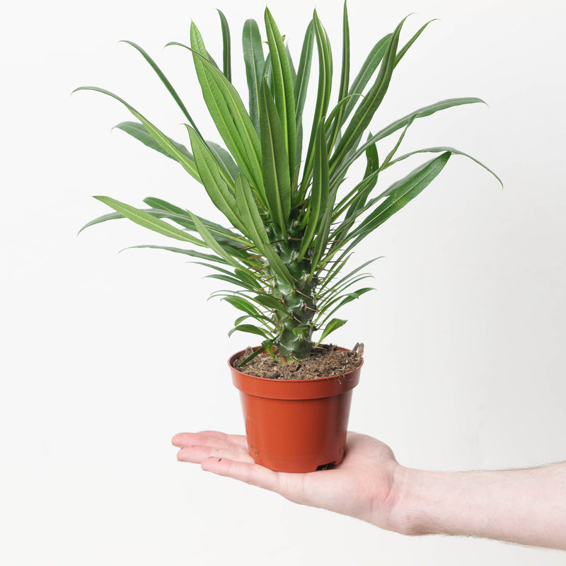Pachypodium lamerei | Madagascar Palm 11cm Plants GrowTropicals