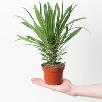 Pachypodium lamerei | Madagascar Palm