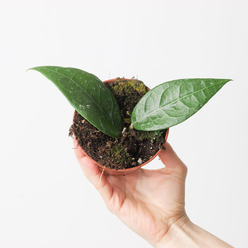 Hoya verticillata 'Lampung' Plants GrowTropicals