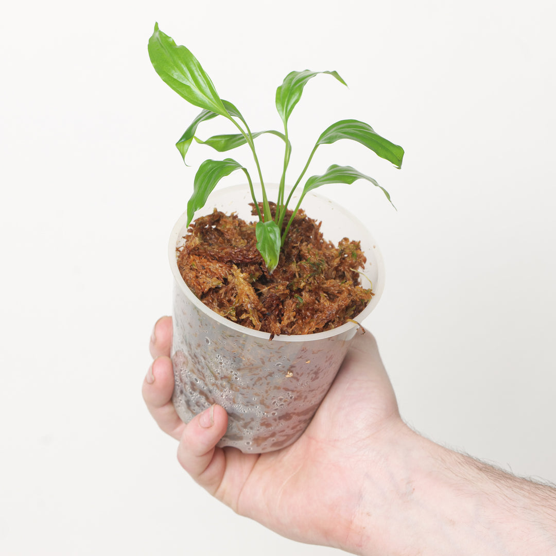 Spathiphyllum sp. lanceolata Plants GrowTropicals