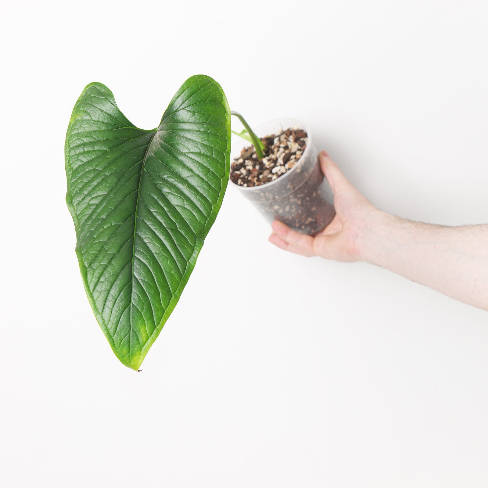 anthurium lanceolatum Anthurium lancea
